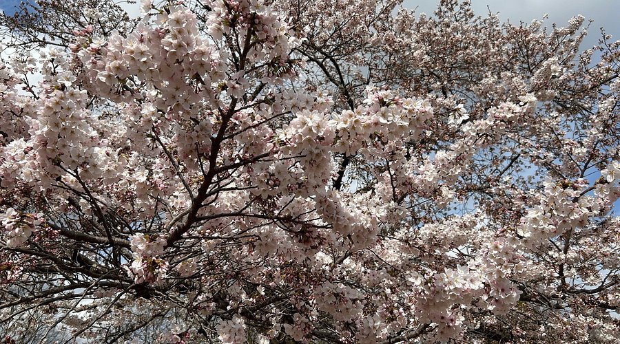 🌸 마츠가오카 공원(마츠가오카 코엔) 이미지 4